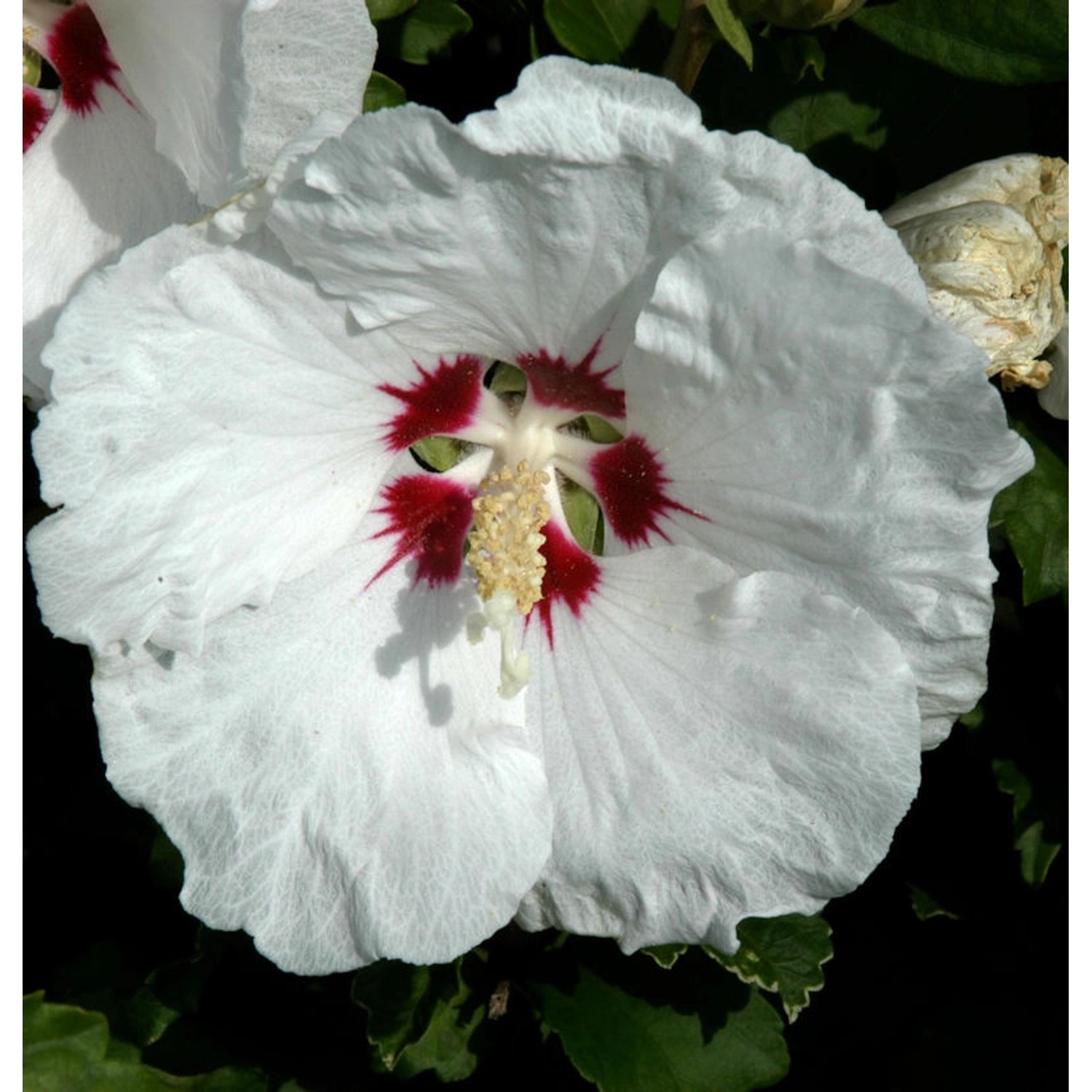 Rosen Eibisch Red Heart 40-60cm - Hibiscus syriacus günstig online kaufen