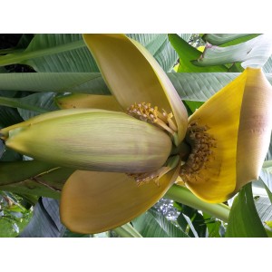 Blühende Japanische Faserbanane (Musa basjoo) im Topf, Nahaufnahme der gelben Blüte.