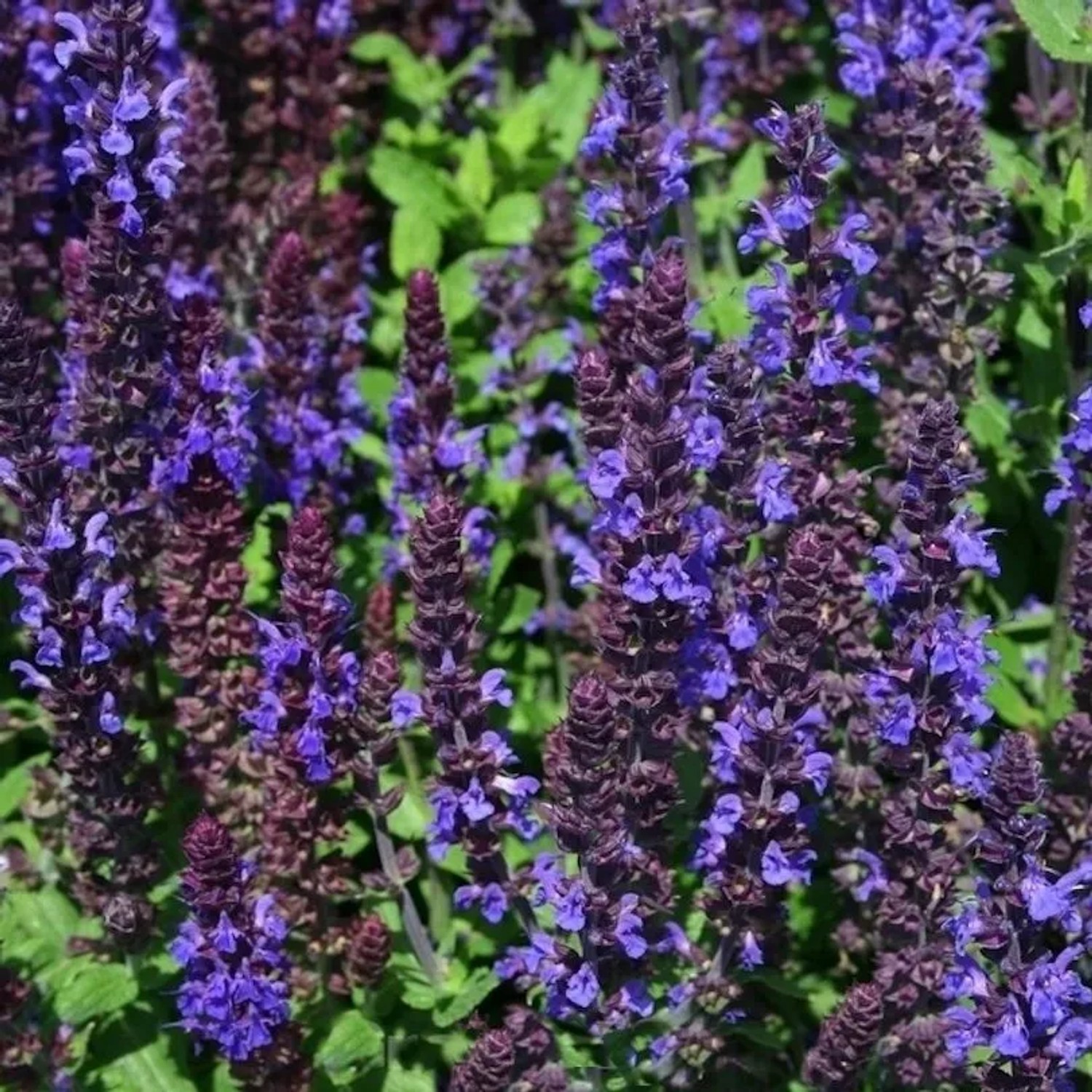 Salbei Sensation Compact Deep Blue - Salvia nemorosa