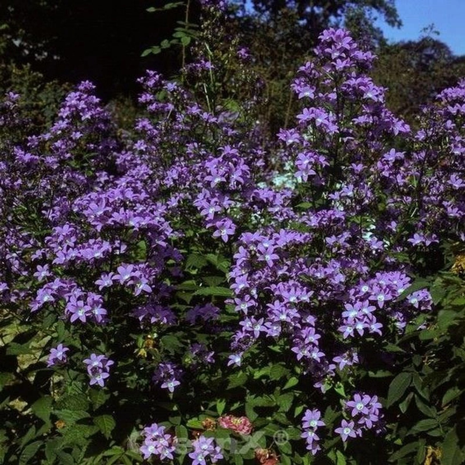 Doldenglockenblume Pouffe - Campanula lactiflora günstig online kaufen