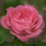 Nahaufnahme einer rosa Kletterrose Camelot Blüte. Romantische Gartenrose.