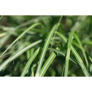 Grün-weiß gestreiftes Chinaschilf (Miscanthus Sinensis Cabaret) im Detail.