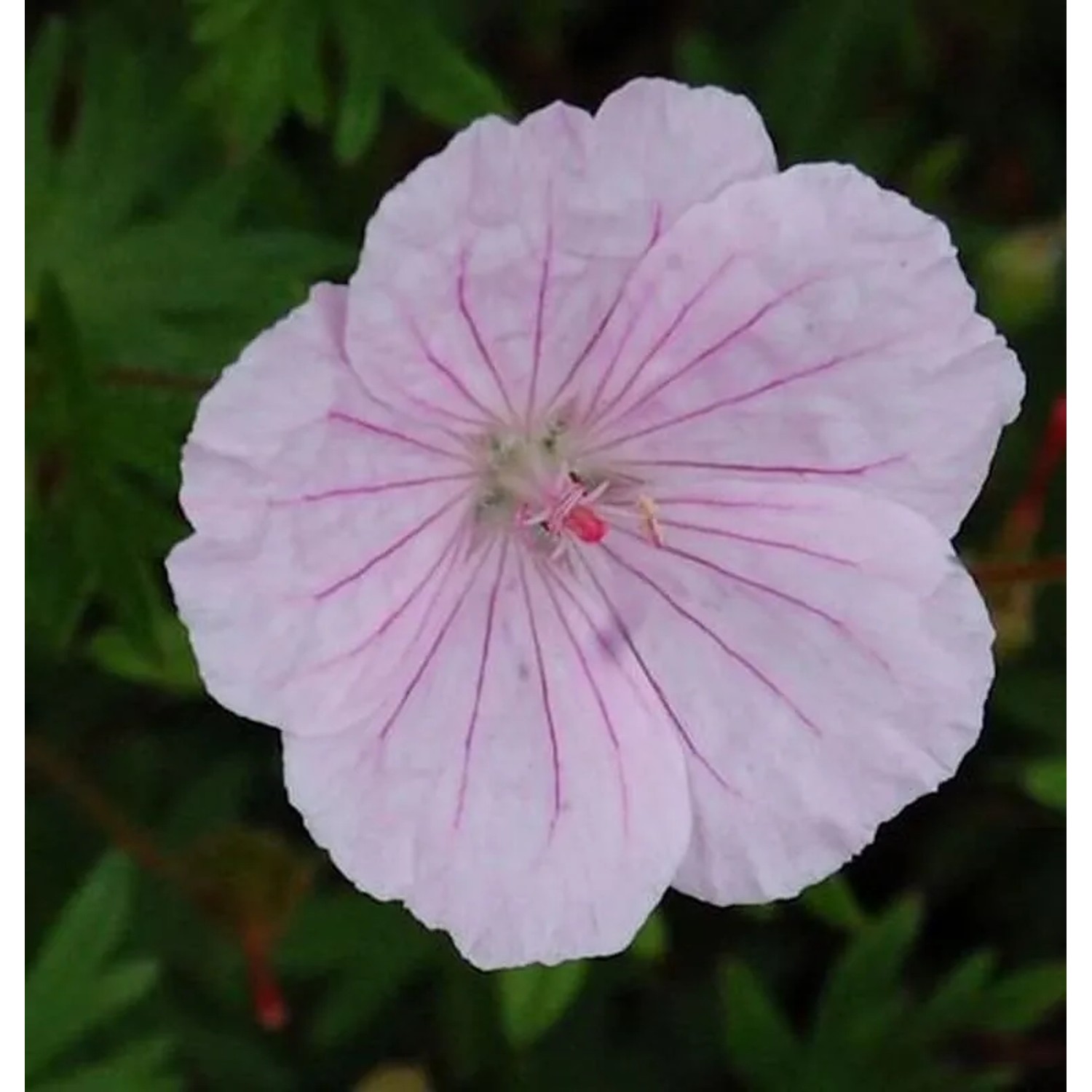 Storchenschnabel Striatum - Geranium sanguineum