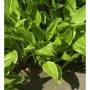 Schmalblattfunkie (Hosta Hybrid) mit grün-weiß panaschierten Blättern.