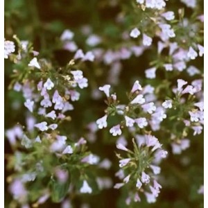 Nahaufnahme der Römischen Minze Hadrian (Calamintha species) mit zarten, hellvioletten Blüten.