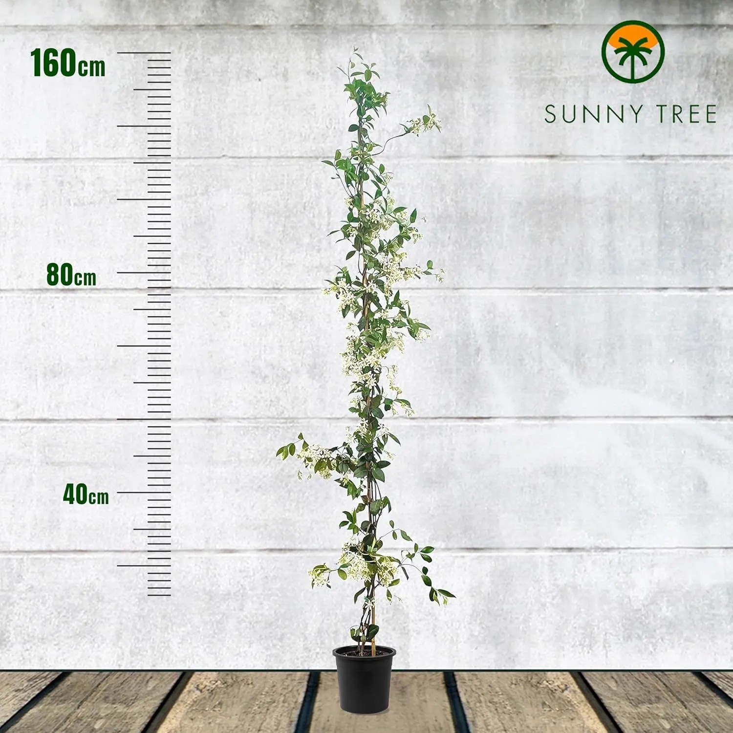 Toskanischer Jasmin (160cm) im Topf. Immergrüne Kletterpflanze mit weißen Blüten.