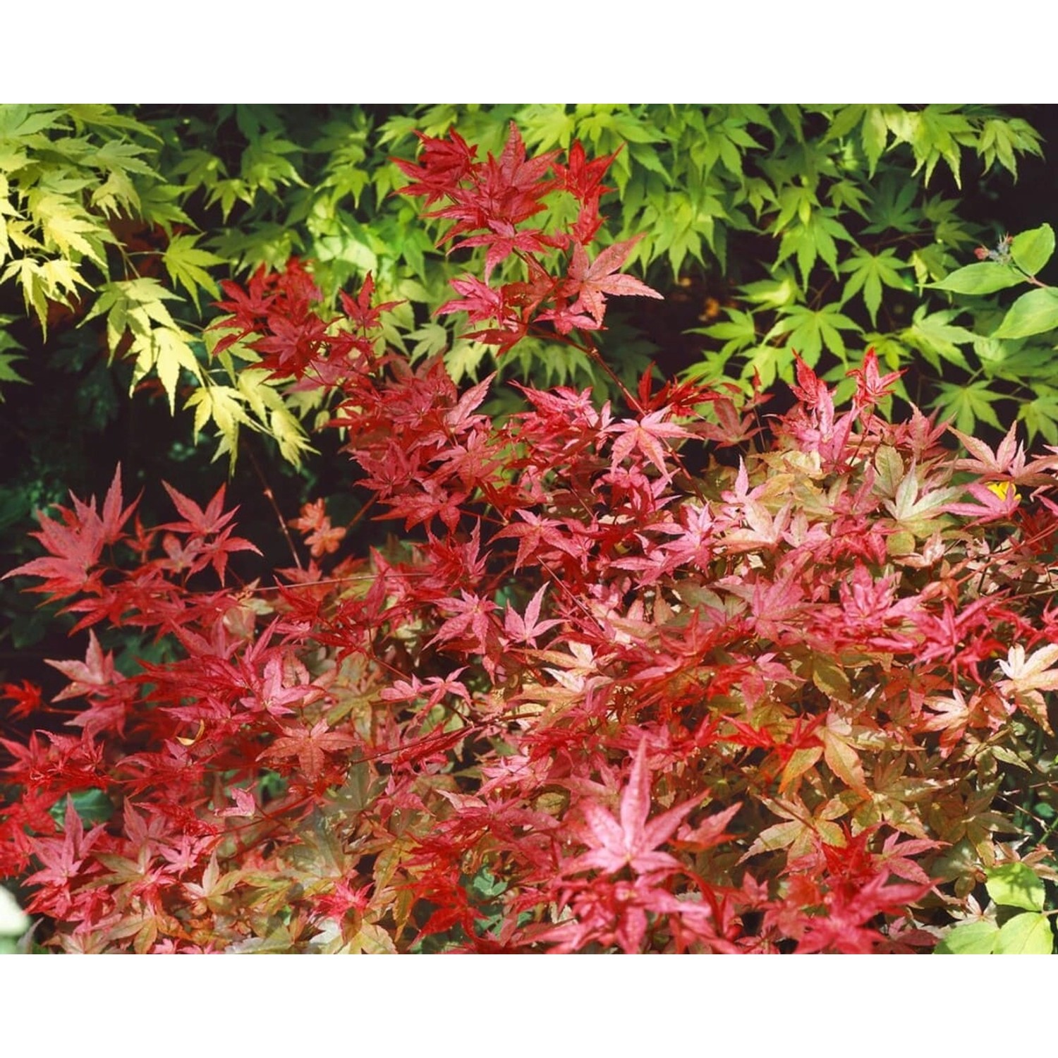 Acer Palmatum Koto Maru Japanischer Ahorn 40–50 cm günstig online kaufen