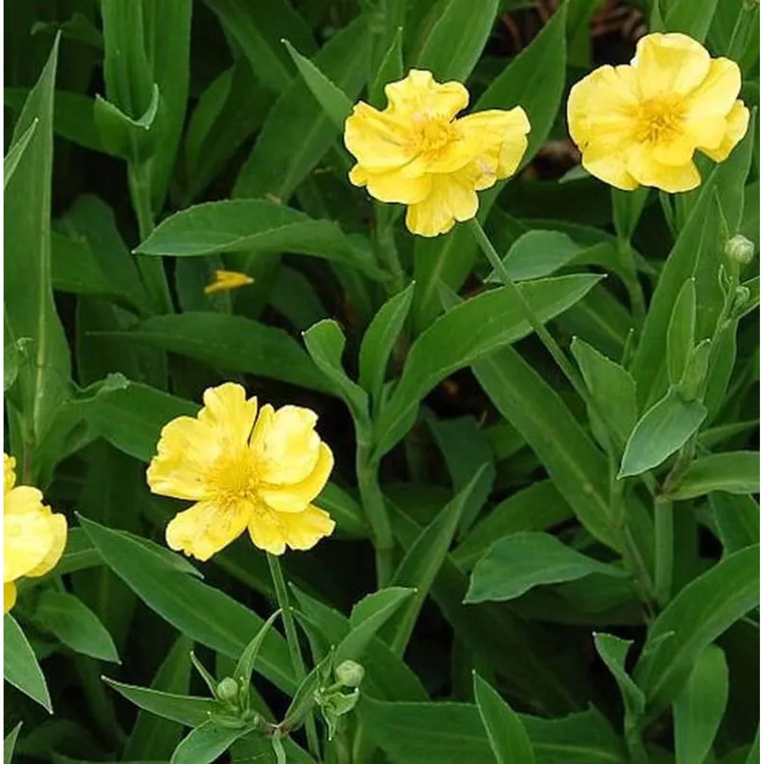 Sumpfhahnenfuß - Ranunculus,ingua