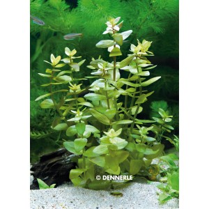 Dennerle Aquariumpflanze Bacopa Caroliniana, grüne Stängelpflanze für das Aquarium.