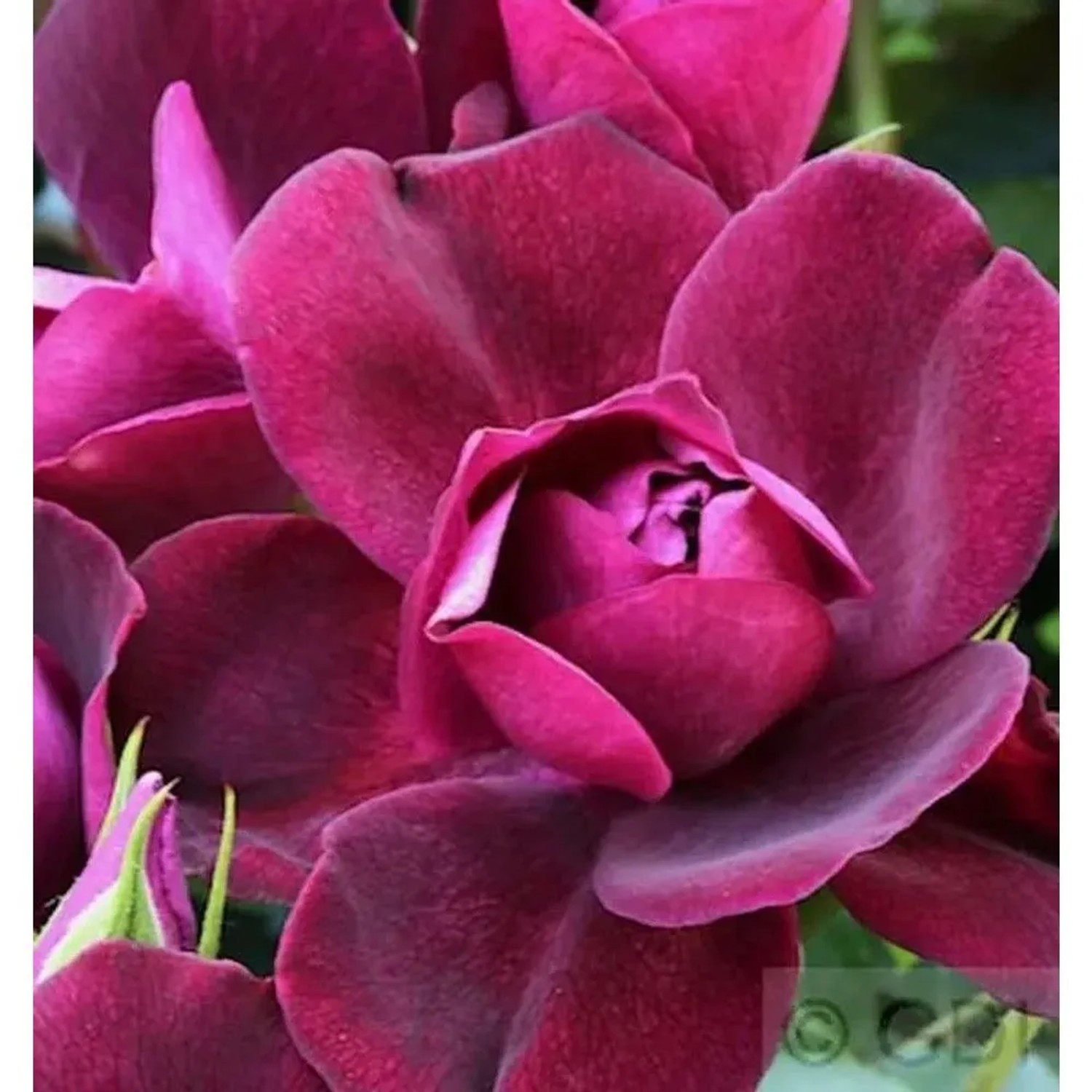 Strauchrose Burgundy Iceberg 30-60cm