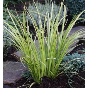 Moskitogras 'Ogon' (Acorus gramineus) mit gelb-grünen Blättern im Gartenbeet.