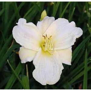 Nahaufnahme der weißen Taglilie 'White Temptation' im Garten.