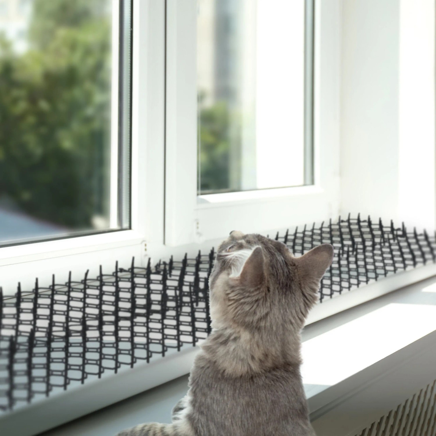 Katze vor Fenster mit Relaxdays Dornengitter Katzenabwehr (12er Set) aus schwarzem Kunststoff.