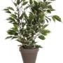 Mica Decorations Kunstpflanze Ficus Natasja, grün-weiße Blätter im Topf, 40 cm hoch.