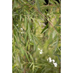 Detailaufnahme der Trauerweide Salix Alba Tristis mit herabhängenden Zweigen und grünen Blättern.