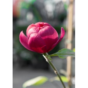 Nahaufnahme einer rosa Magnolie 'Sweet Valentine' Blüte am 120 cm Stamm.