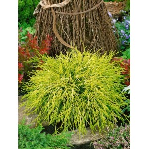 Gelbgrüne Chamaecyparis Pisifera 'Filifera Aurea Nana' im Garten, buschig und kompakt.