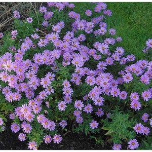 Kissenaster Herbstgruß: Beet mit lila Aster dumosus Stauden im Garten.