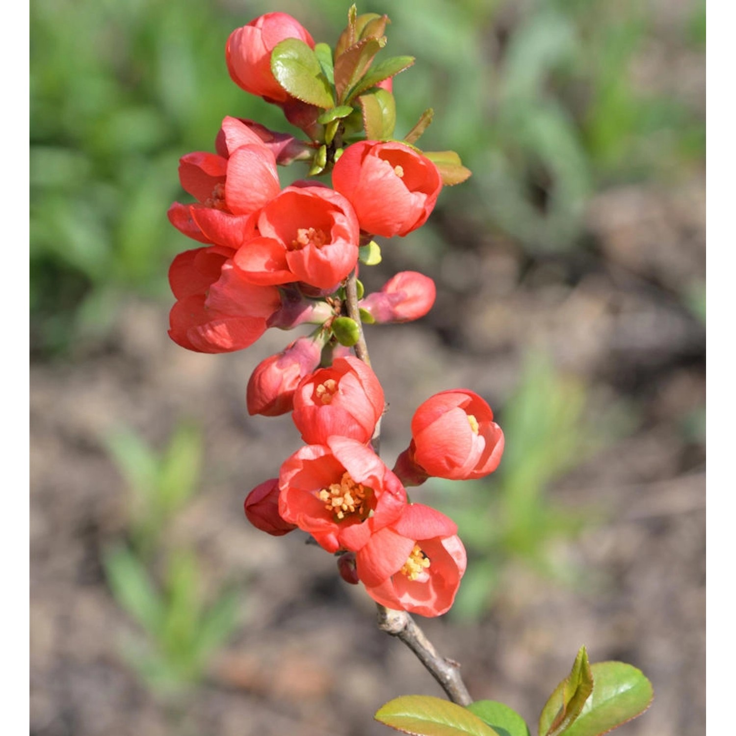 Zierquitte Red Joy 40-60cm - Chaenomeles günstig online kaufen