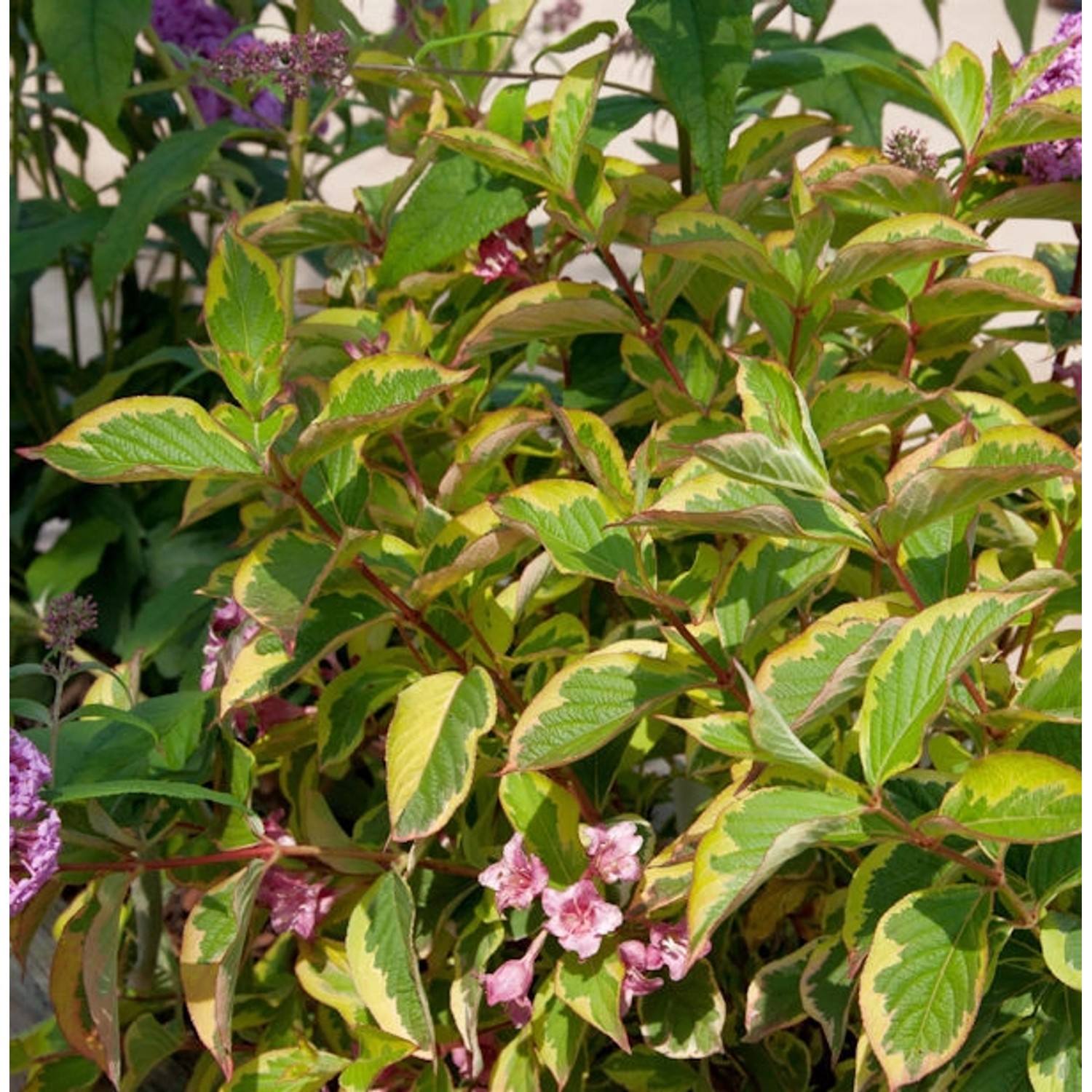 Buntblättrige Weigelie 60-80cm - Weigela florida