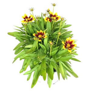 Großblumiges Mädchenauge 'Golden Sphare' mit gelb-roten Blüten und grünen Blättern.