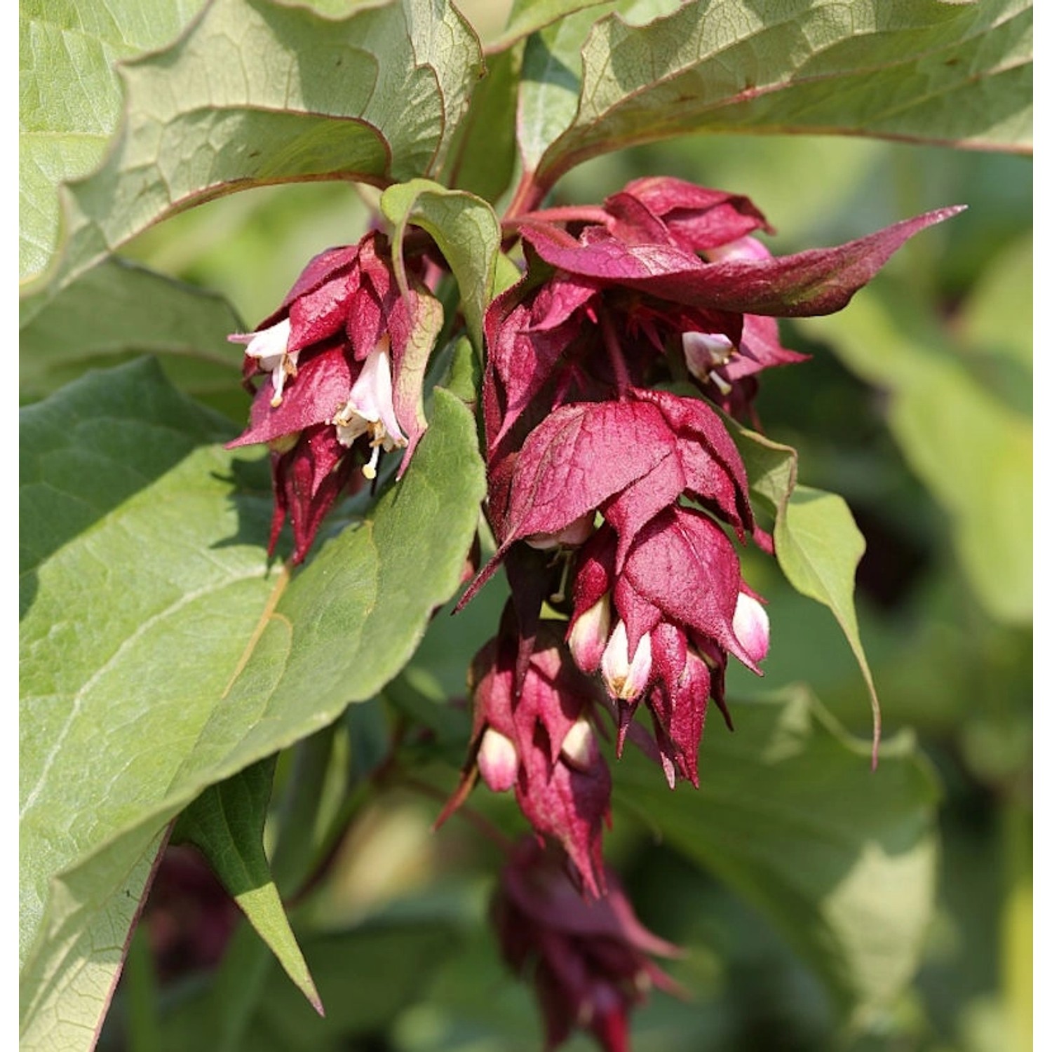 Karamellstrauch Purple Rain 60-80cm - Leycesteria formosa günstig online kaufen