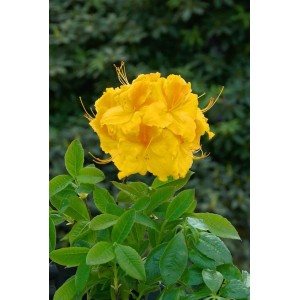 Blühender Rhododendron Luteum Goldpracht mit leuchtend gelben Blüten.