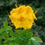 Blühender Rhododendron Luteum Goldpracht mit leuchtend gelben Blüten.