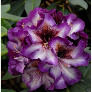 Nahaufnahme einer lila-weißen INKARHO Alpenrose (Rhododendron Gunter Dinger) Blüte.