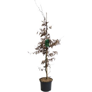 Hainbuche (Carpinus betulus), ca. 100-125cm hoch im 5l Topf, für Hecken und Einzelstand.