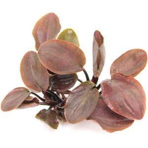 Dennerle Aquariumpflanze Lagenandra Meeboldii Rot mit ovalen, rotbraunen Blättern.