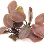 Dennerle Aquariumpflanze Lagenandra Meeboldii Rot mit ovalen, rotbraunen Blättern.