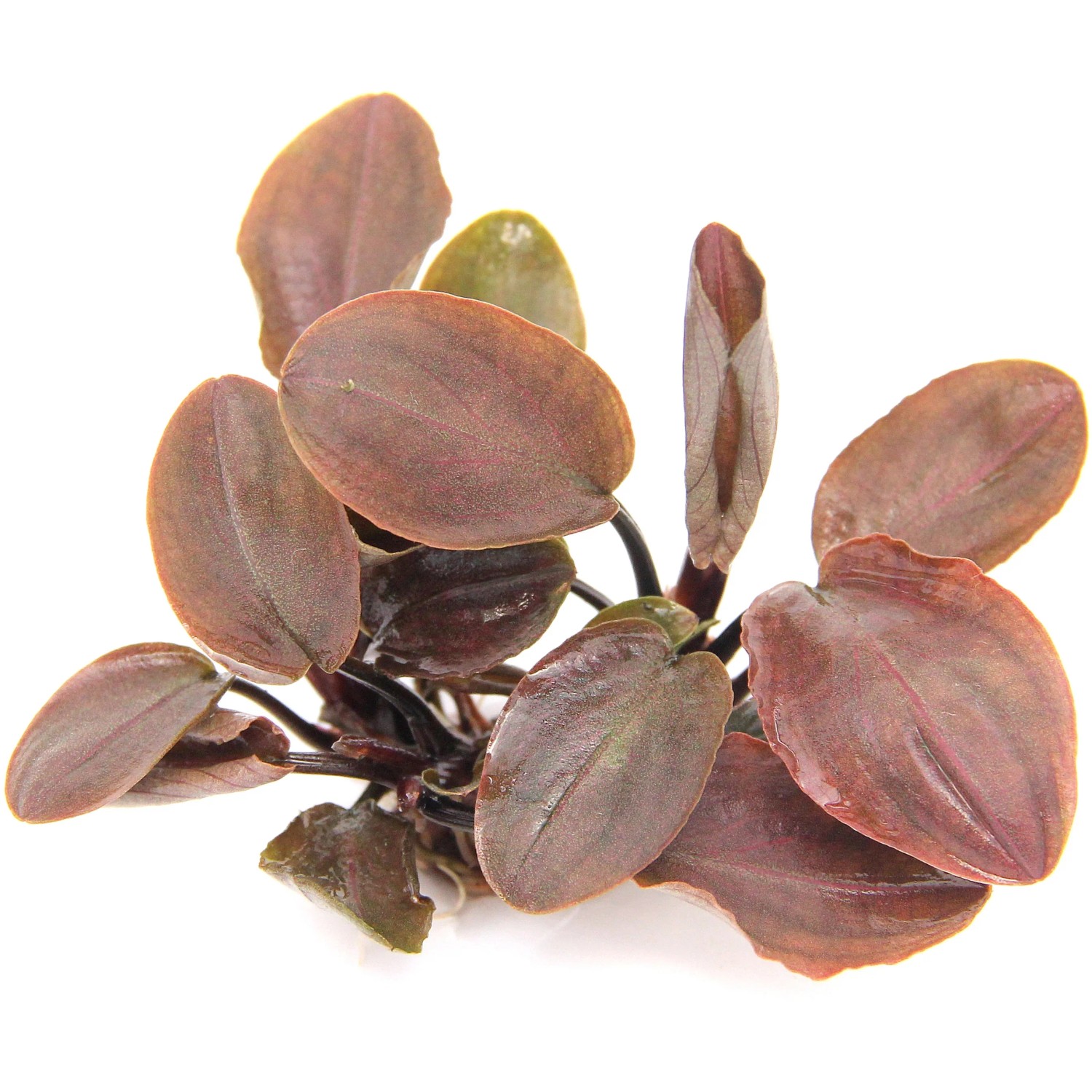 Dennerle Plants Aquariumpflanze Lagenandra Meeboldii Rot