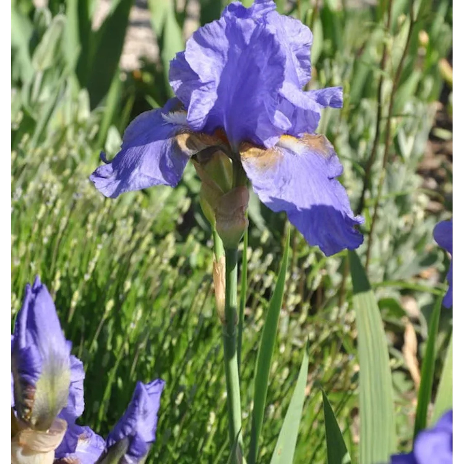 Schwertlilie Bishops Robe - Iris barbata