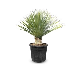 Winterharte Yucca Rostrata Palmlilie im Topf, Stammhöhe 15-20 cm, blau-graue Blätter.