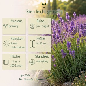 Blühender Lavendel (Lavandula angustifolia) mit dichten blauvioletten Blüten. Infografik: Aussaat, Blüte, Standort, Höhe, Fläche, Standzeit.
