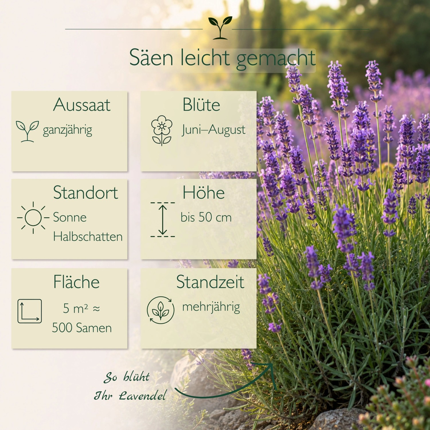 Blühender Lavendel (Lavandula angustifolia) mit dichten blauvioletten Blüten. Infografik: Aussaat, Blüte, Standort, Höhe, Fläche, Standzeit.
