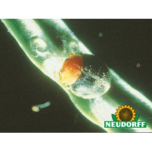 Australischer Marienkäfer von Neudorff auf Blatt, zur Schädlingsbekämpfung.