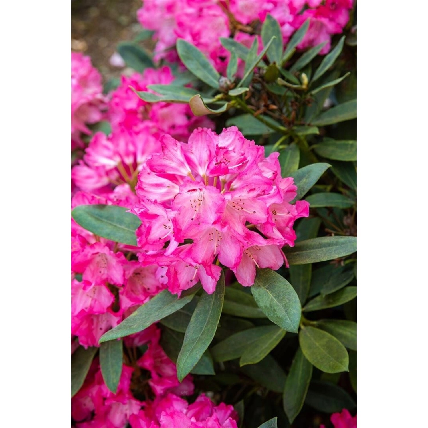 Rhododendron Williamsianum Lissabon Rosa Blüten 60–70 cm günstig online kaufen