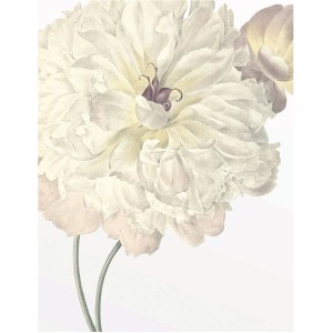 Komar Wandbild: Illustration einer zarten, weißen Dahlie, 40x50 cm. Elegantes Bild für Wohnraum.