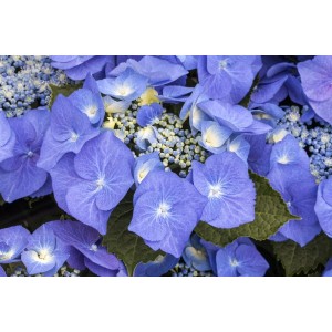 Nahaufnahme der blauen Blüten der Hydrangea Macrophylla Bauernhortensie.