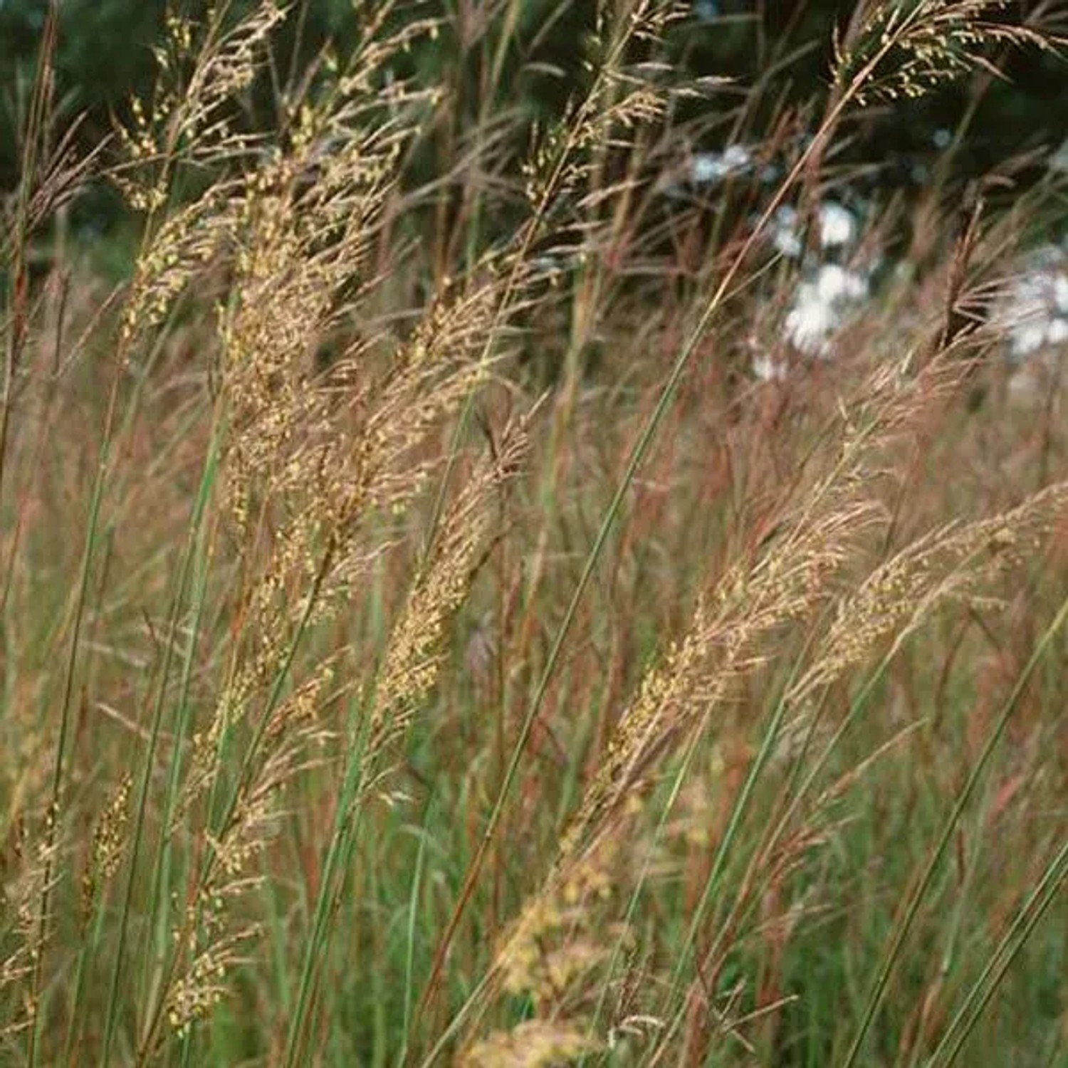 6 x Indianergras Sorghastrum nutans Topf 9cm Dekorativ