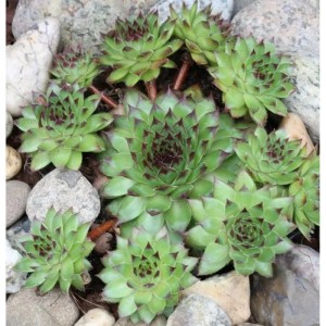 Hauswurz Mettenianum (Sempervivum tectorum) zwischen Steinen, Nahaufnahme der grünen Blattrosetten.