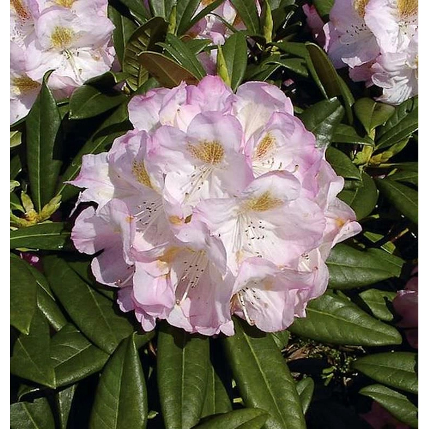 INKARHO - Großblumige Rhododendron Brigitte 50-60cm - Alpenrose günstig online kaufen