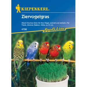 Kiepenkerl Ziervogelgras mit bunten Vögeln auf einer Stange vor frischem Grün.
