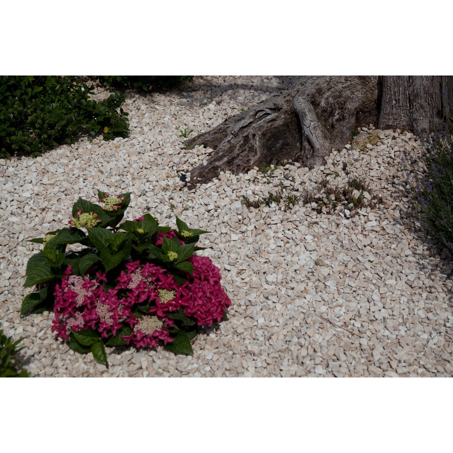 Ziersplitt Yellow Sun, hellbeige Kalksteine (8-16 mm) im Garten mit Pflanzen.