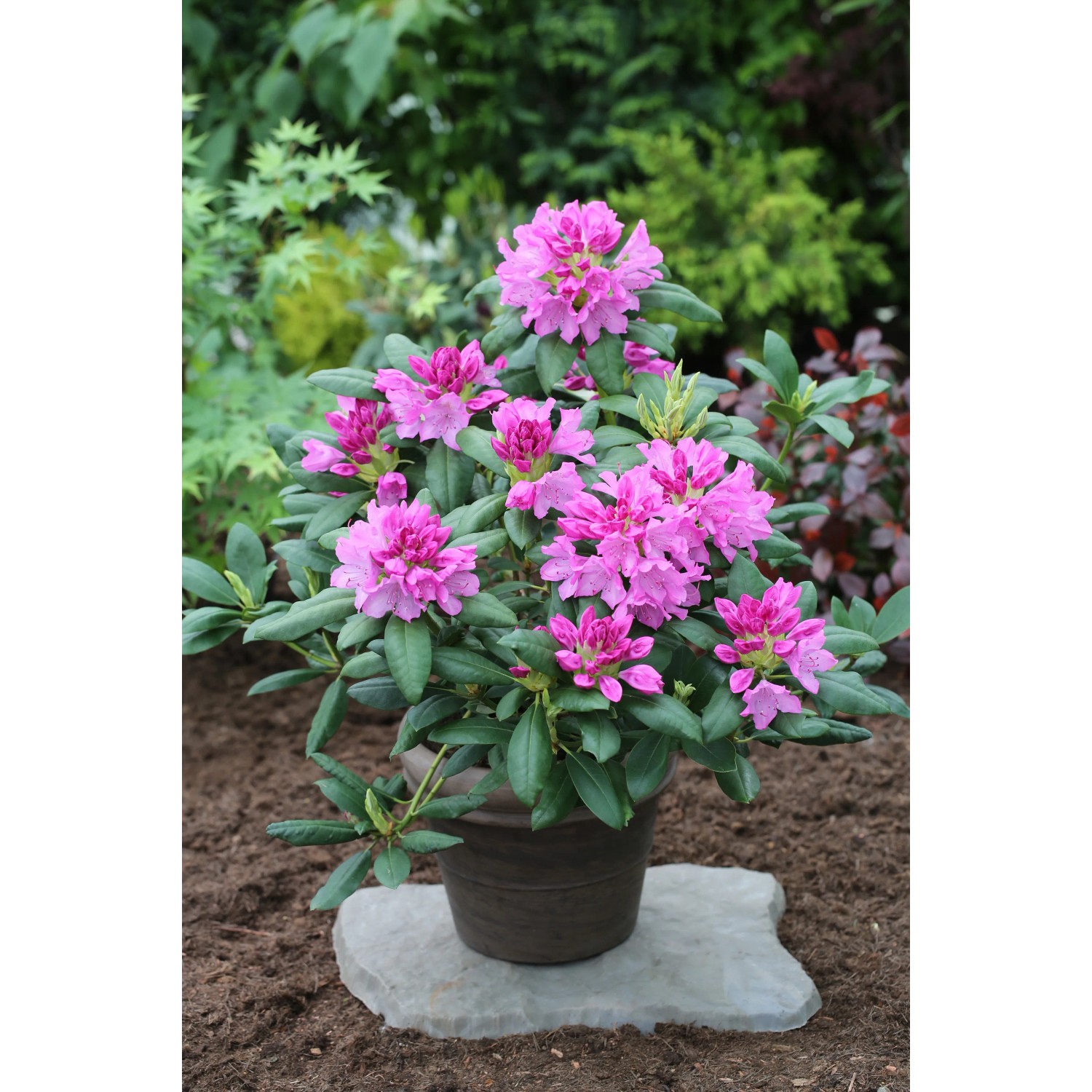 wisteria plants for sale Wisteria frutescens – Flower of Carolina