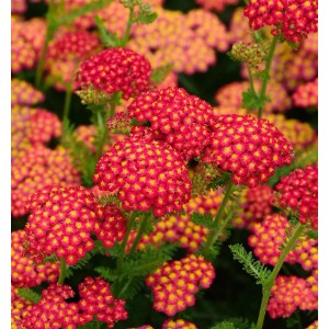 Nahaufnahme der roten Blütendolden der Schafgarbe 'Red Velvet'.