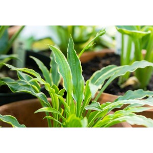 Funkie 'Stiletto' im 9x9 cm Topf: Kompakte Staude mit grün-weiß gerandeten Blättern und lila Blütenknospen.