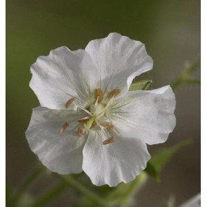 Nahaufnahme einer einzelnen, weißen Blüte des Wiesenstorchschnabels (Geranium pratense Albiflorum).
